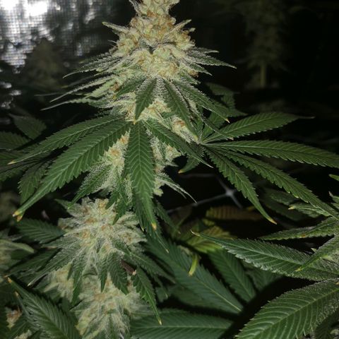 white wedding growlog timeline photo