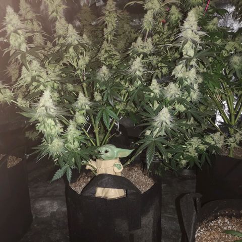 10th planet 2nd run growlog timeline photo