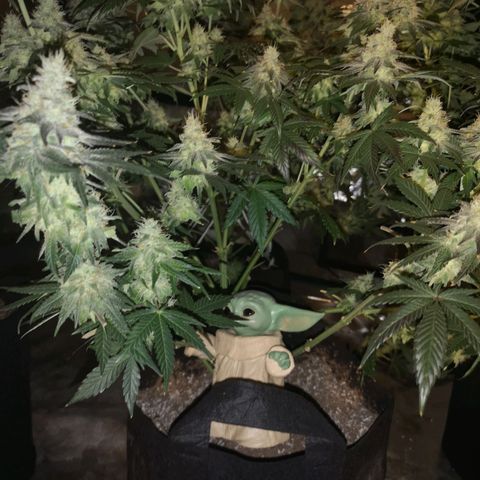 10th planet 2nd run growlog timeline photo
