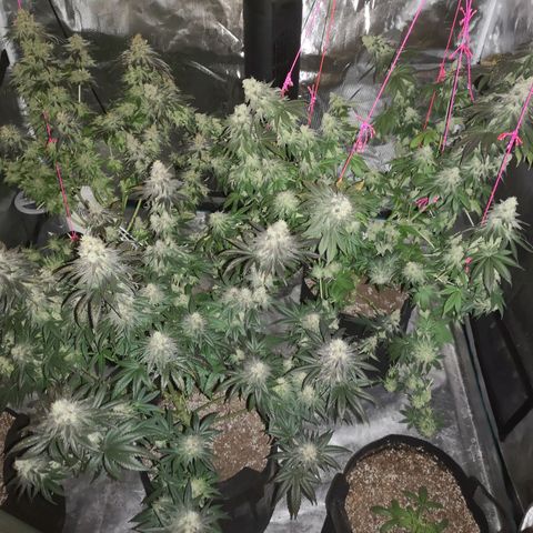 10th planet 2nd run growlog timeline photo