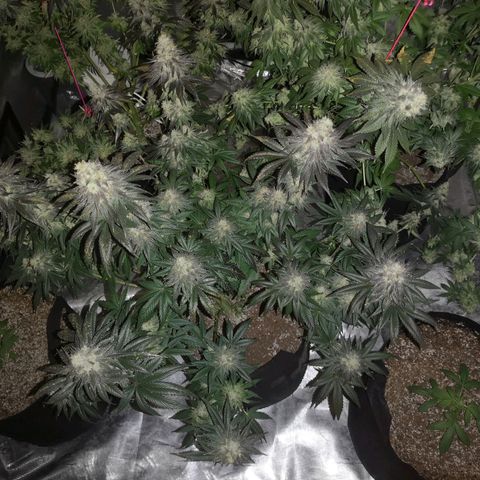 10th planet 2nd run growlog timeline photo
