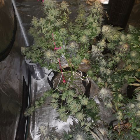 Cotton candy cookies growlog timeline photo
