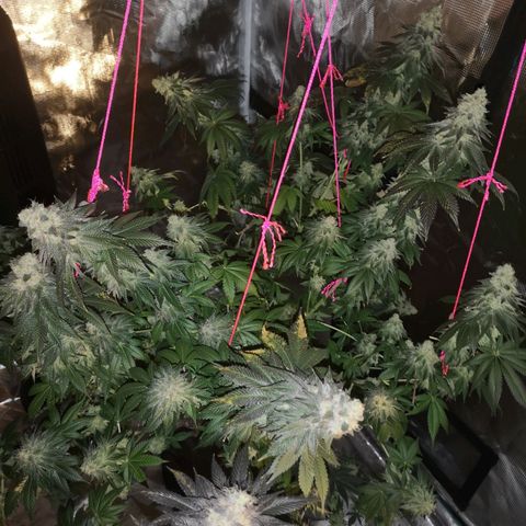GMO cookies growlog timeline photo