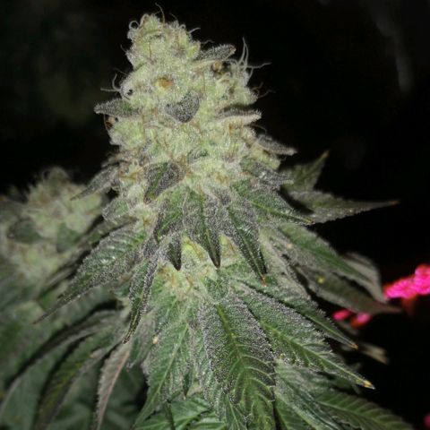 GMO cookies growlog timeline photo