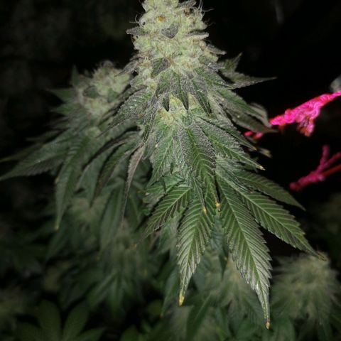 GMO cookies growlog timeline photo