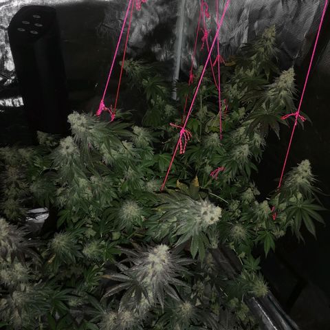 GMO cookies growlog timeline photo
