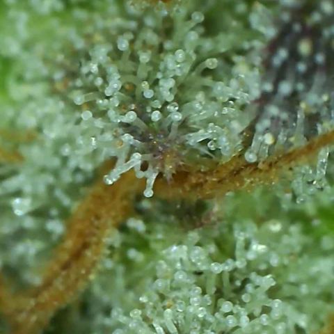 Cherry gar see ya growlog timeline photo