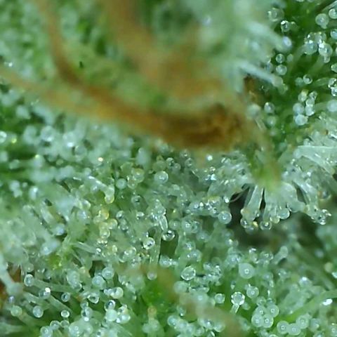 Critical pk growlog timeline photo