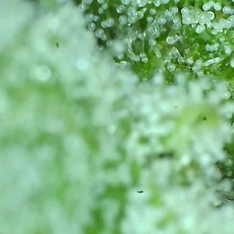 Cheezy poofs growlog timeline photo