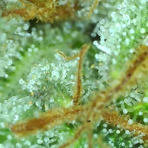 Runtz s1 growlog timeline photo