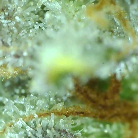 white wedding growlog timeline photo