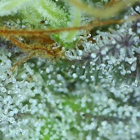 10th planet 2nd run growlog timeline photo