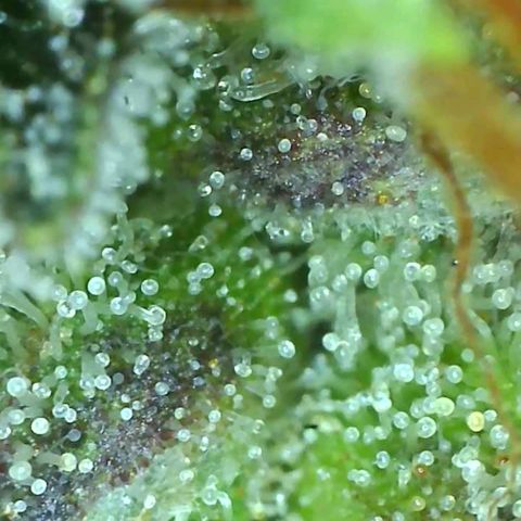 Cotton candy cookies growlog timeline photo
