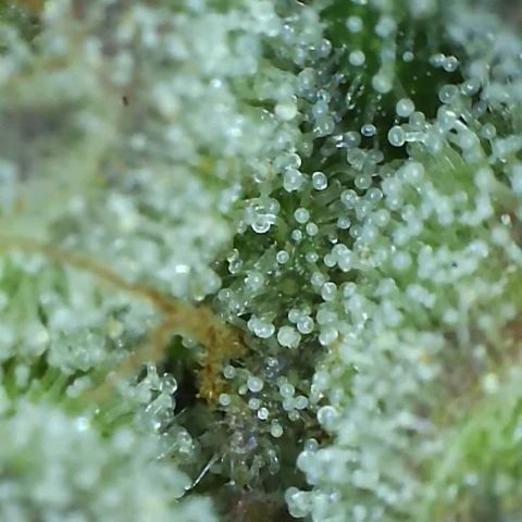 GMO cookies growlog timeline photo