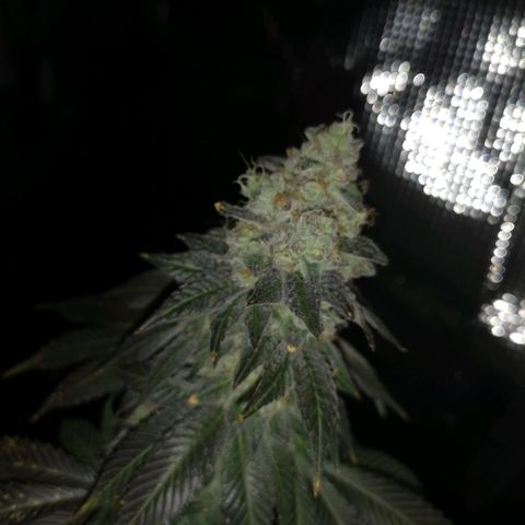 GMO cookies growlog timeline photo
