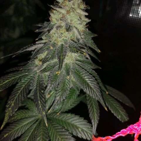 GMO cookies growlog timeline photo