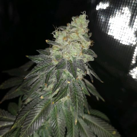 GMO cookies growlog timeline photo