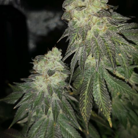 GMO cookies growlog timeline photo
