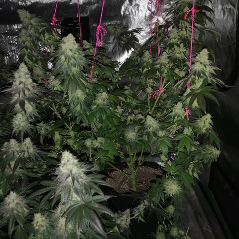 GMO cookies growlog timeline photo