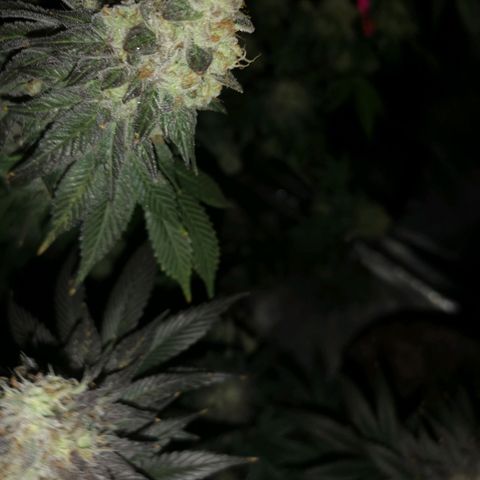 GMO cookies growlog timeline photo