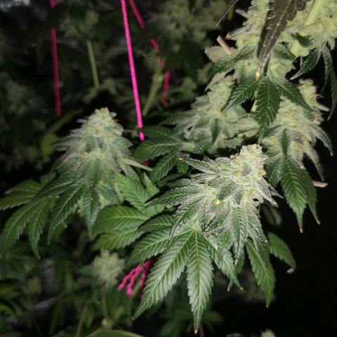 GMO cookies growlog timeline photo