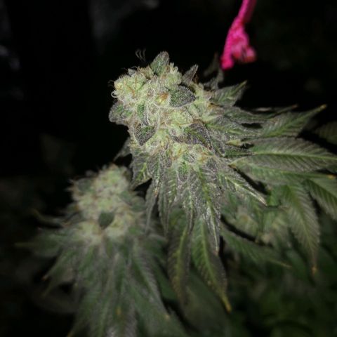 GMO cookies growlog timeline photo