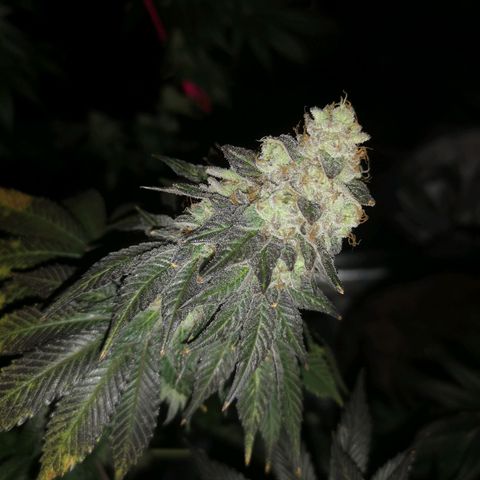 GMO cookies growlog timeline photo