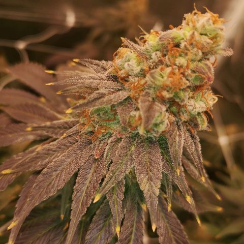 Cherry gar see ya growlog timeline photo