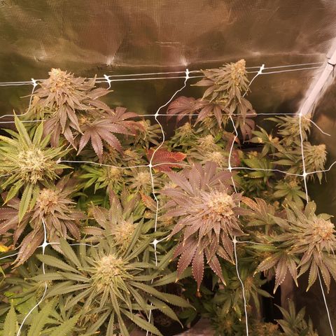 Cherry gar see ya growlog timeline photo