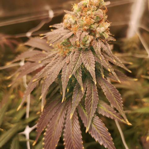 Cherry gar see ya growlog timeline photo