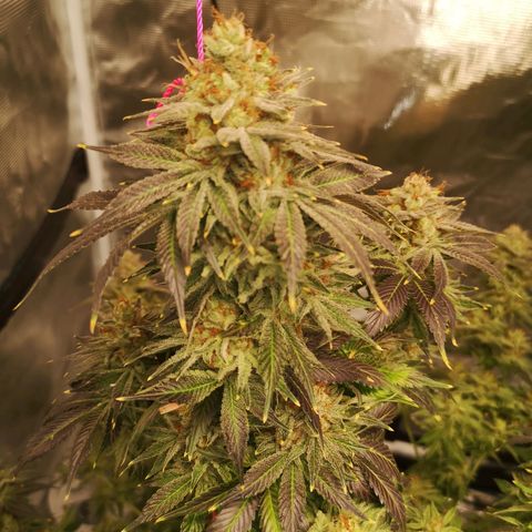 Cotton candy cookies growlog timeline photo
