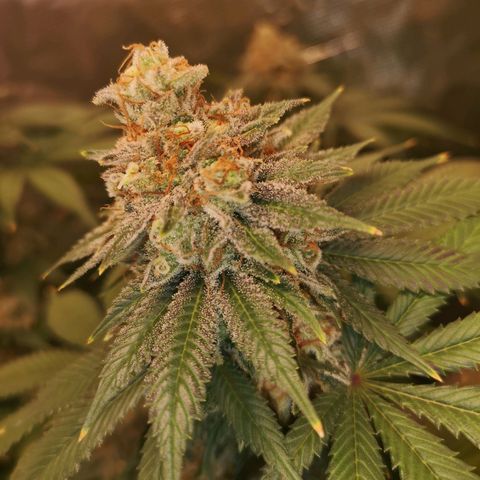 white wedding growlog timeline photo