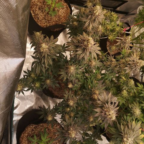 10th planet 2nd run growlog timeline photo