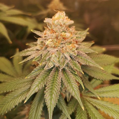 white wedding growlog timeline photo