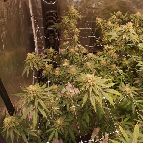 Runtz s1 growlog timeline photo