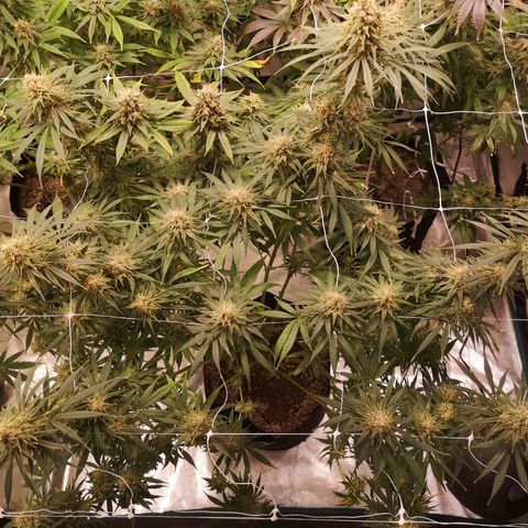 Critical pk growlog timeline photo