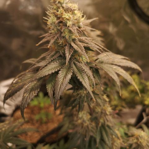 10th planet 2nd run growlog timeline photo