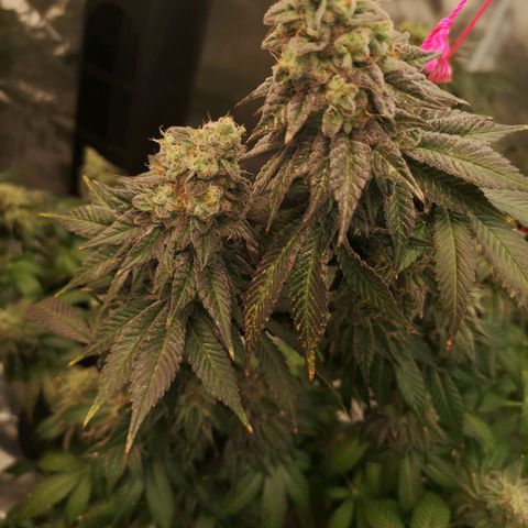 GMO cookies growlog timeline photo