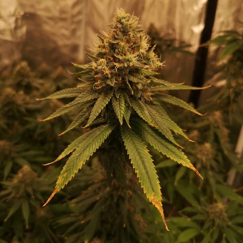 Cheezy poofs growlog timeline photo