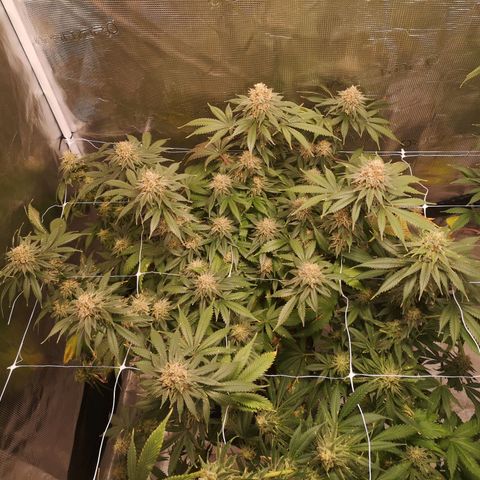 white wedding growlog timeline photo
