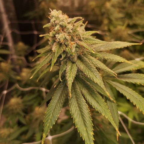 Runtz s1 growlog timeline photo