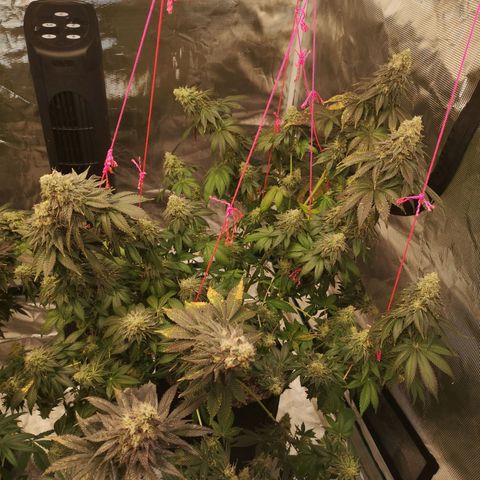 GMO cookies growlog timeline photo