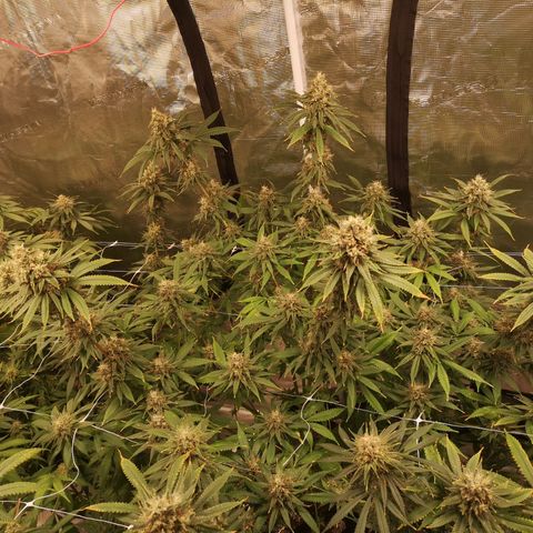 Cheezy poofs growlog timeline photo