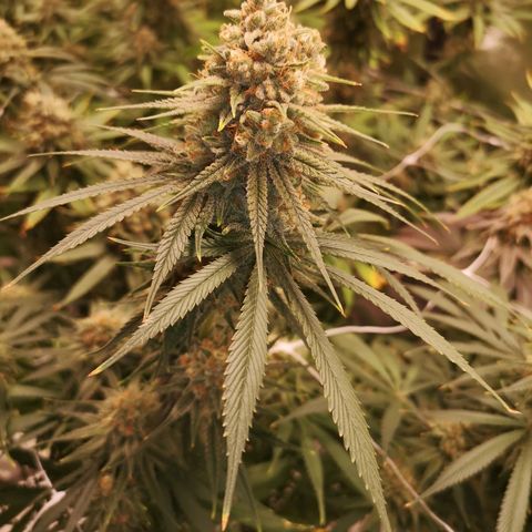 Critical pk growlog timeline photo