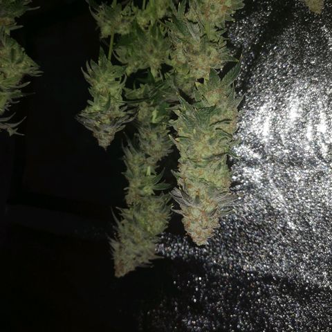 Cherry gar see ya growlog timeline photo