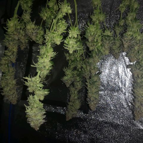 Cherry gar see ya growlog timeline photo