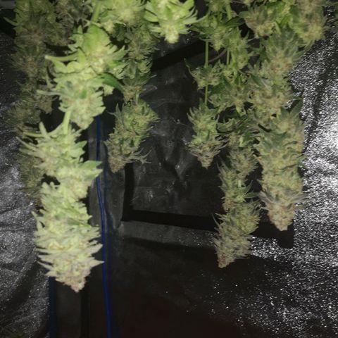 Cherry gar see ya growlog timeline photo