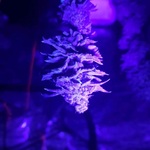 Cherry gar see ya growlog timeline photo