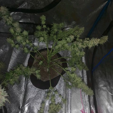 Cherry gar see ya growlog timeline photo