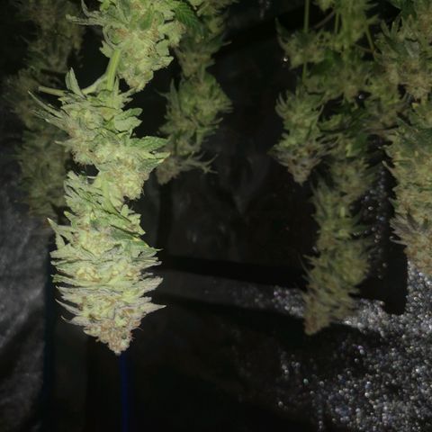 Cherry gar see ya growlog timeline photo